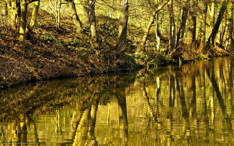 Golden forest reflection