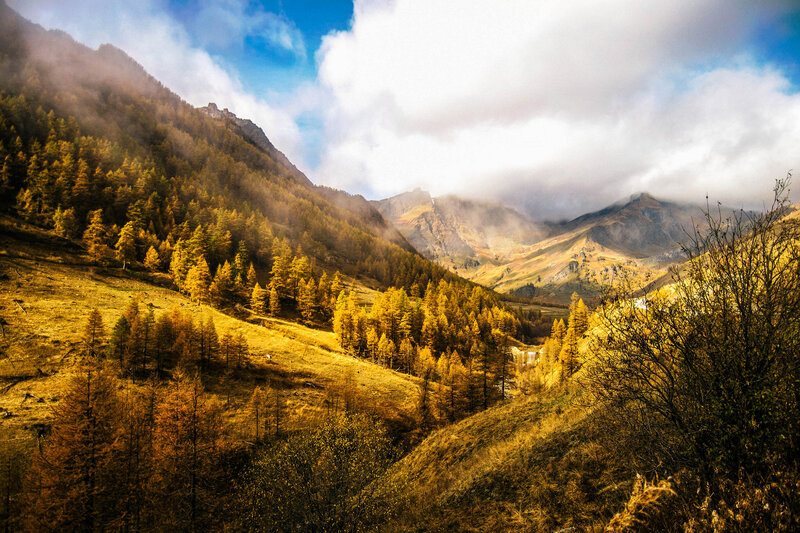 Golden Forest Valley