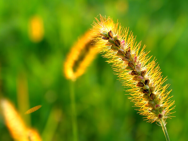 Golden Foxtail Grass