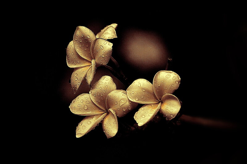 Golden Frangipani Flowers