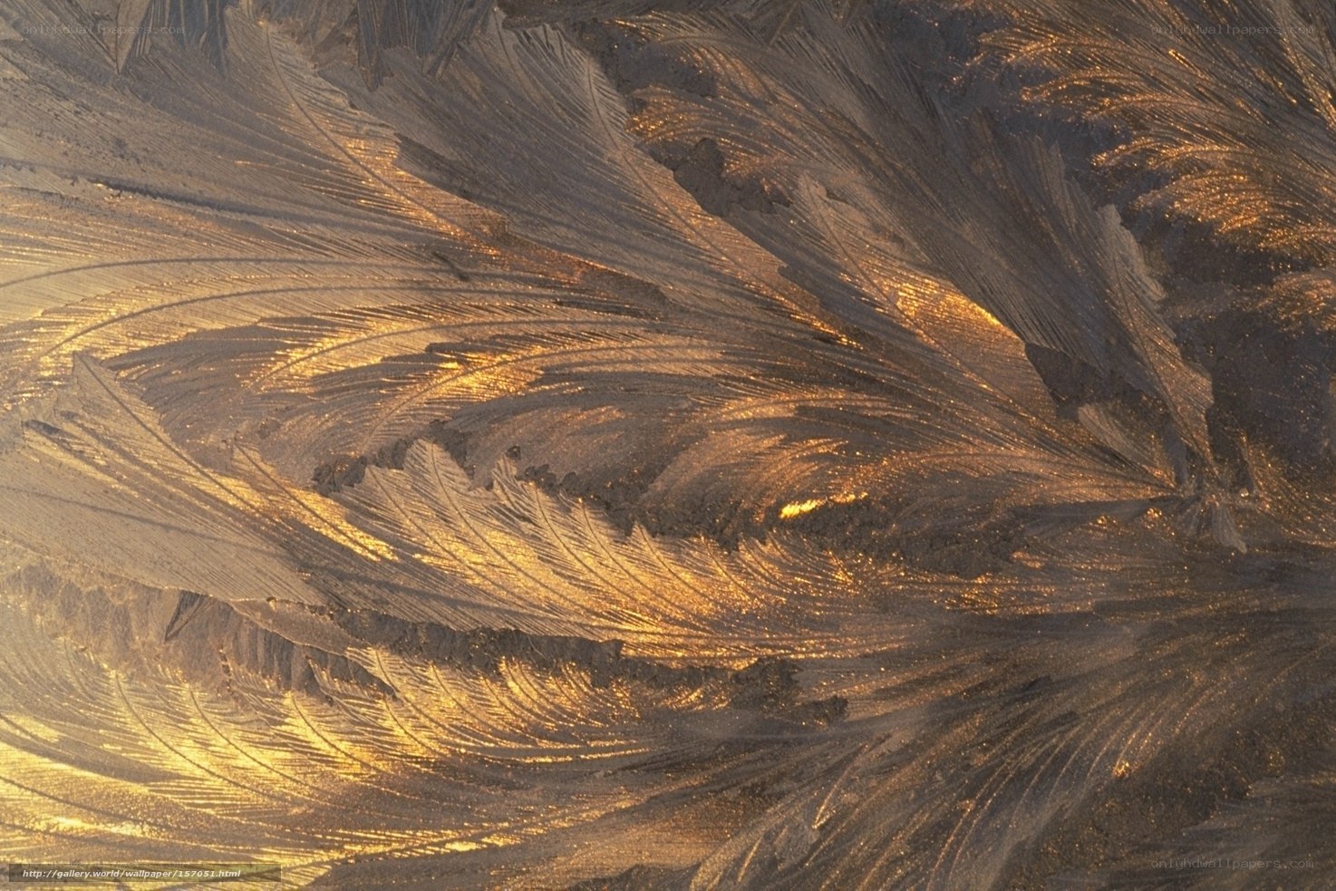 Golden frost patterns on glass