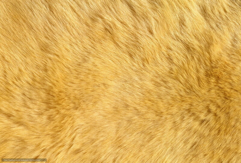 golden fur texture