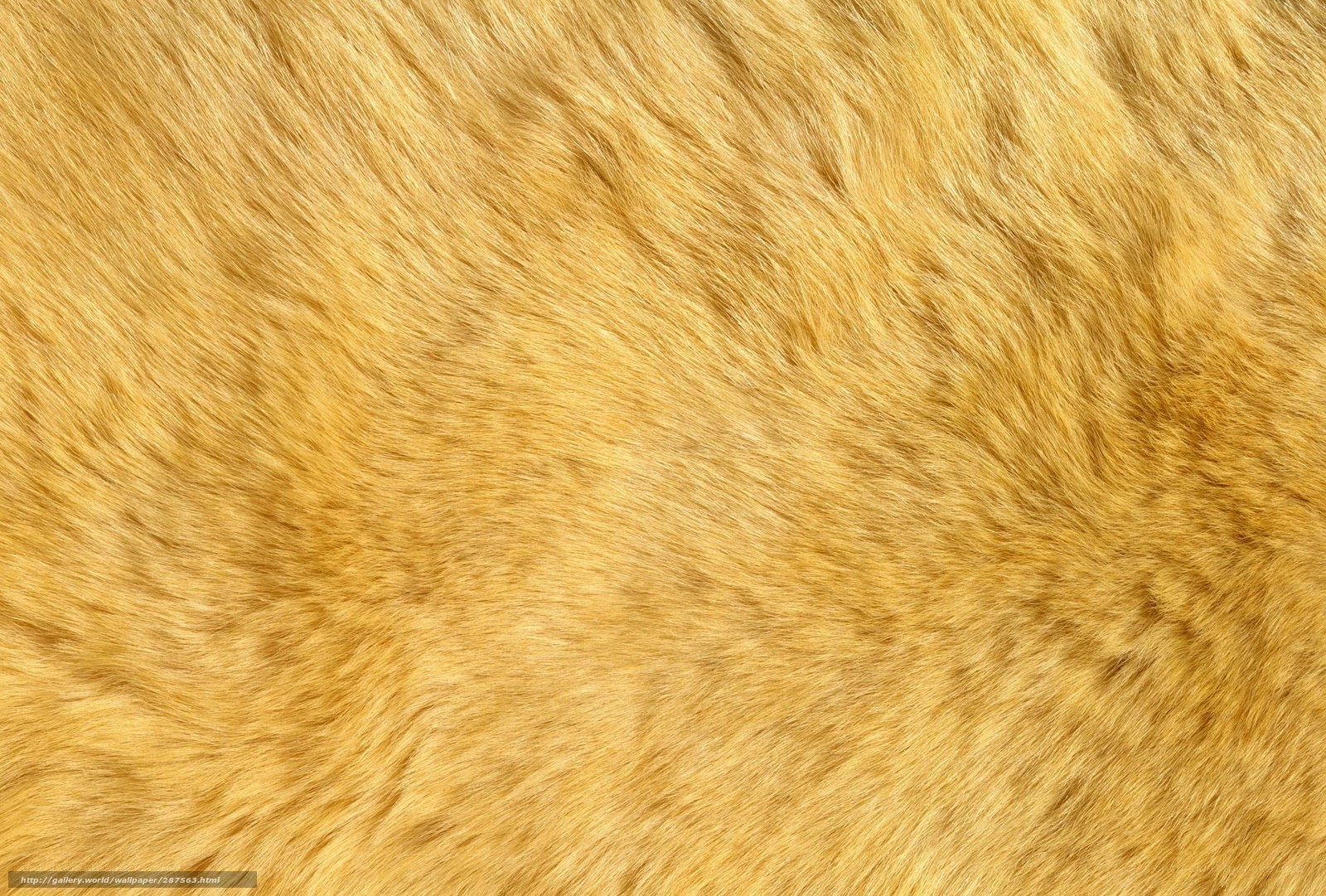 golden fur texture