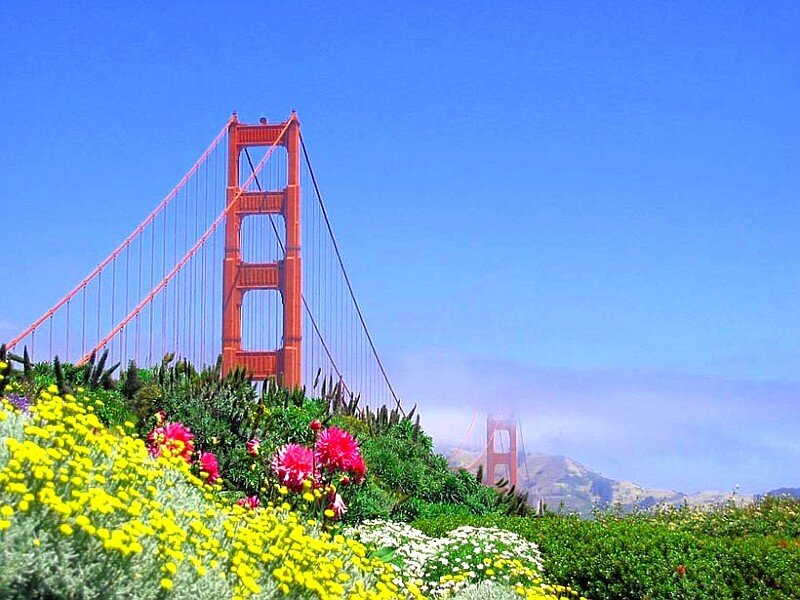 Golden Gate Bridge — Blue, Serene, Afternoon, Photograph, Flowers
