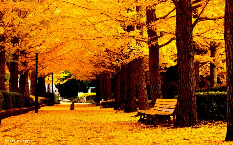 Golden Ginkgo Alley