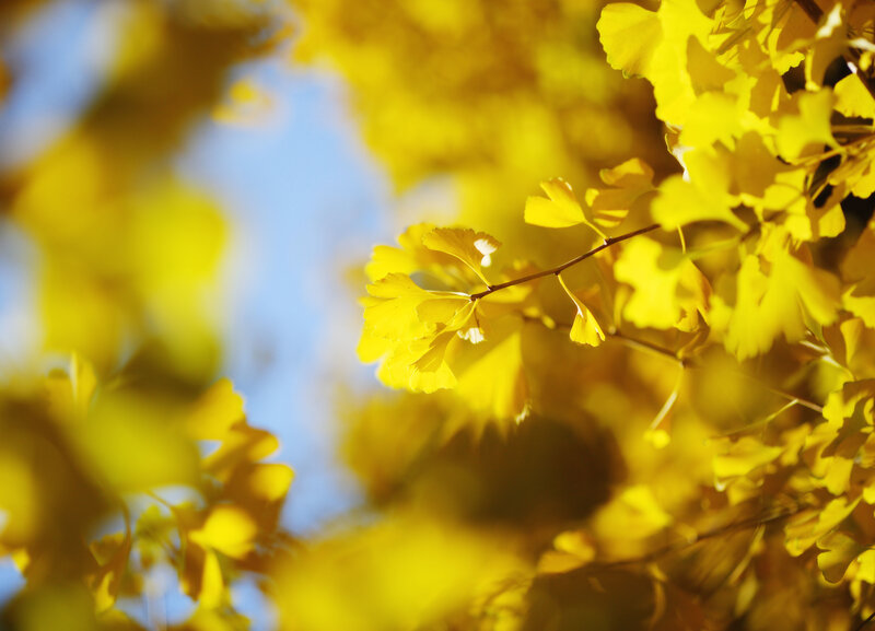 Golden ginkgo leaves in autumn