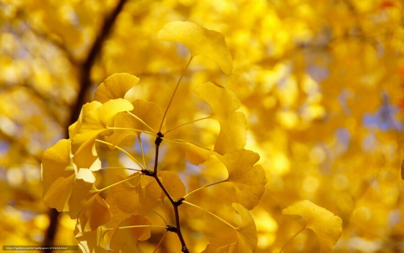 Golden Ginkgo Leaves in Autumn