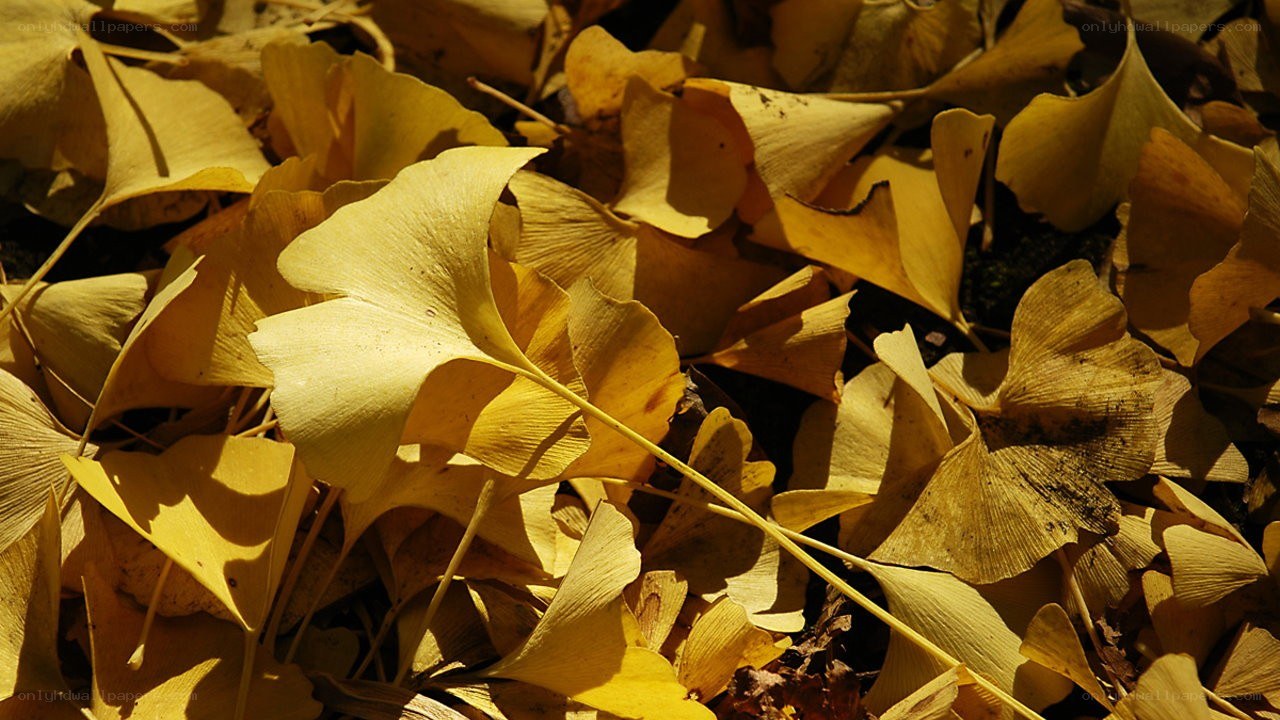 Golden ginkgo leaves on ground