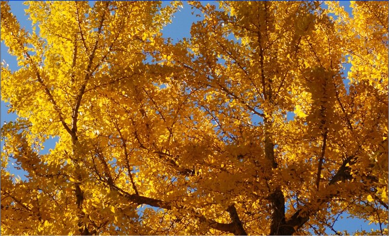 Golden Ginkgo Tree in Autumn