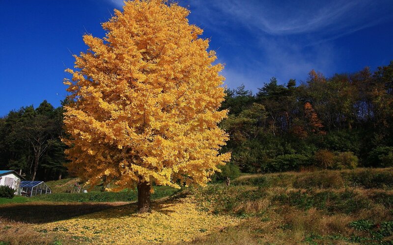Golden Ginkgo Tree