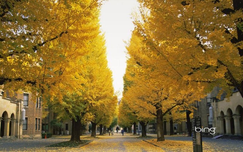 Golden Ginkgo Trees
