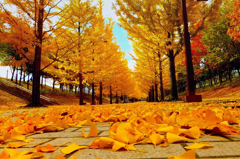 Golden Ginkgo Trees — Yellow
