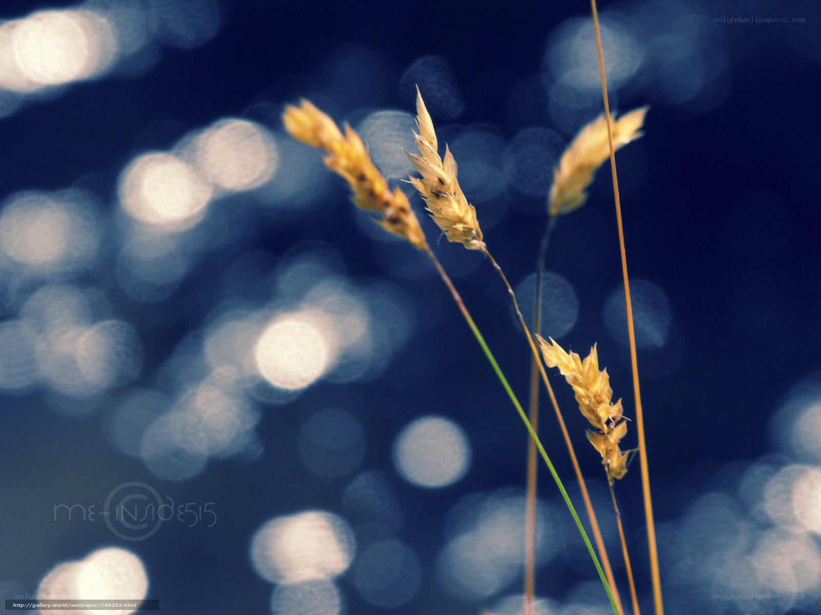 Golden grass against blue bokeh