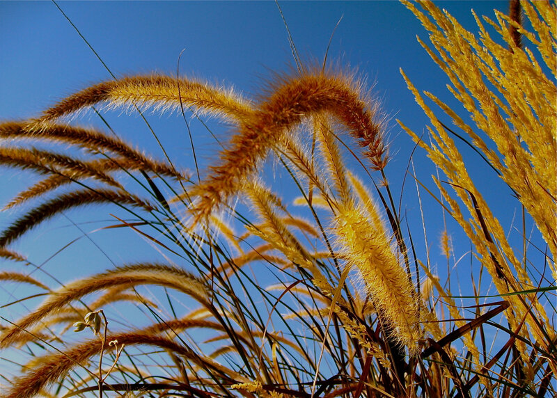 Golden Grass Against Blue Sky — Serene