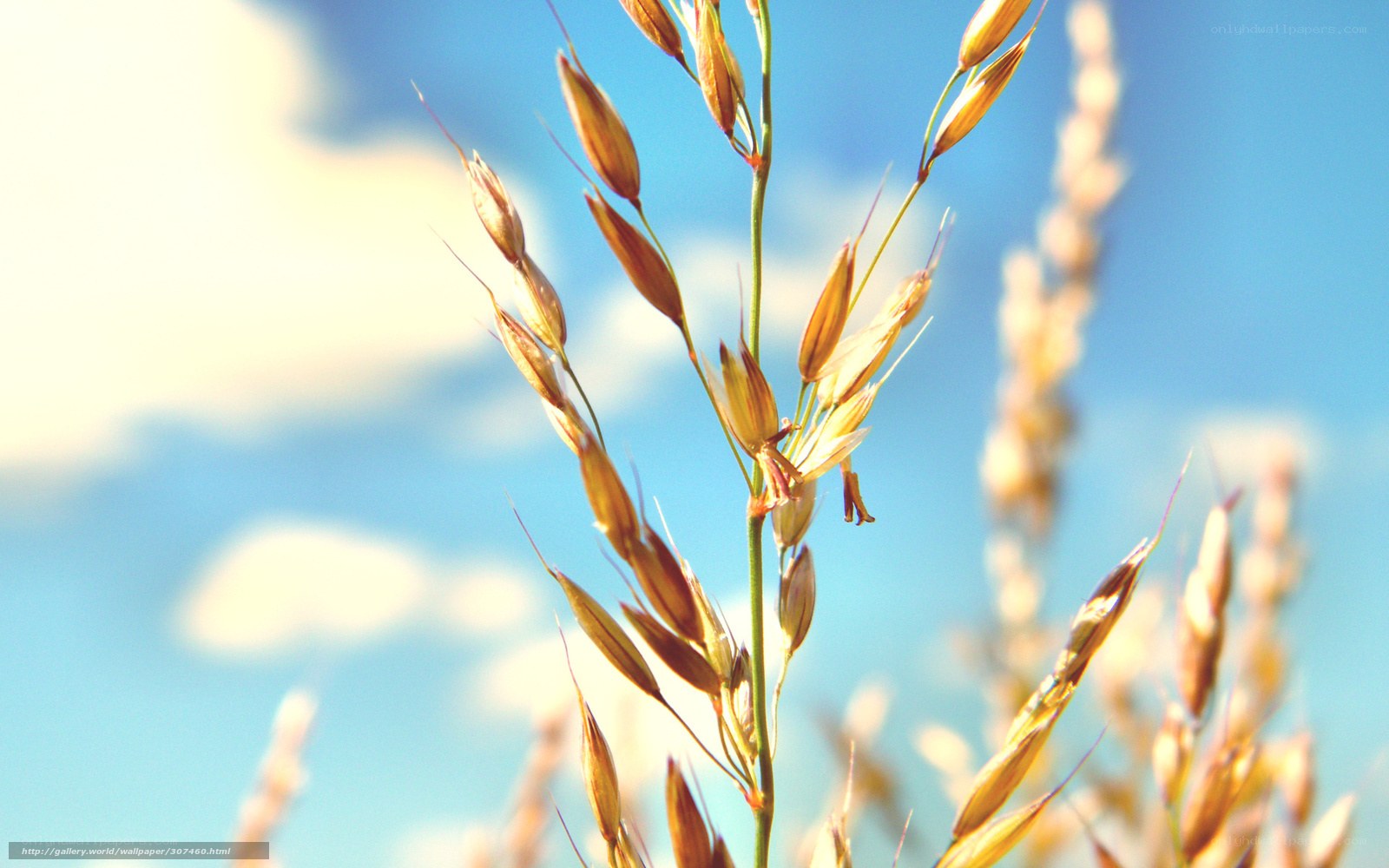 Golden grass against blue sky