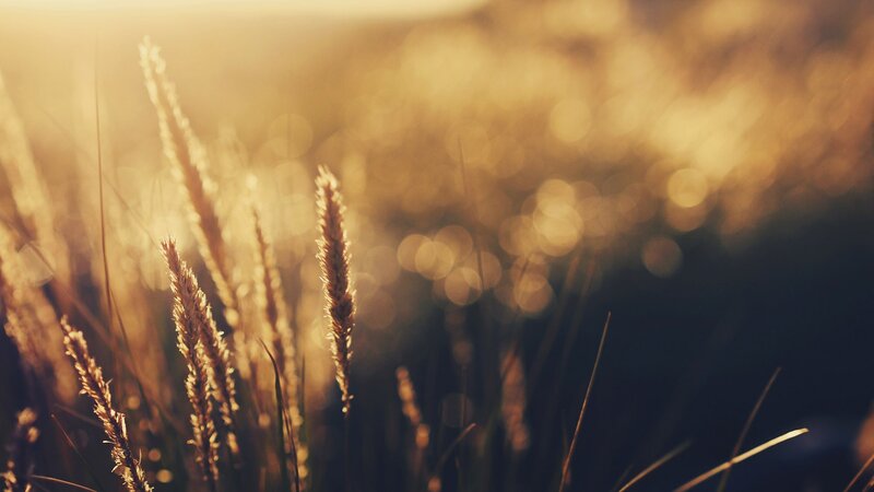 golden grass at sunset