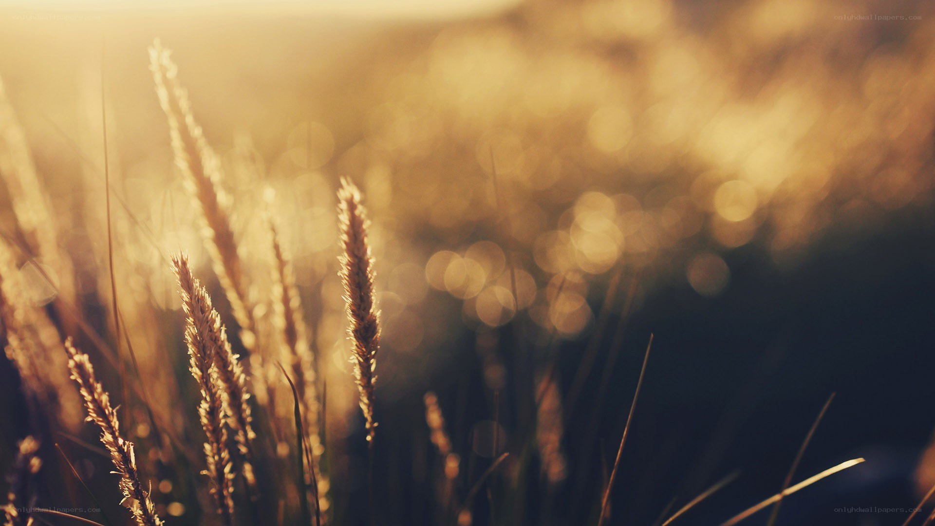 golden grass at sunset