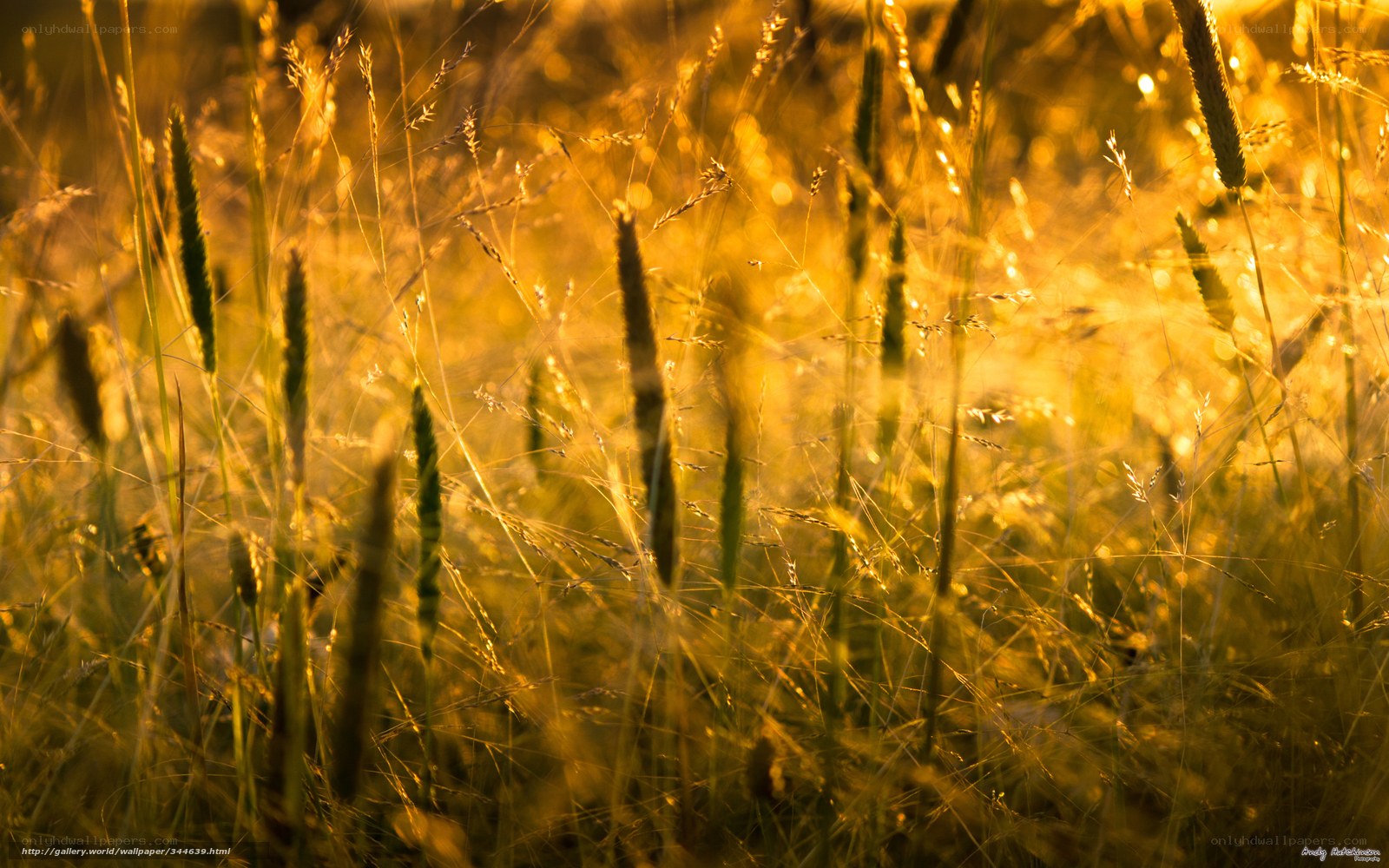 Golden grass at sunset