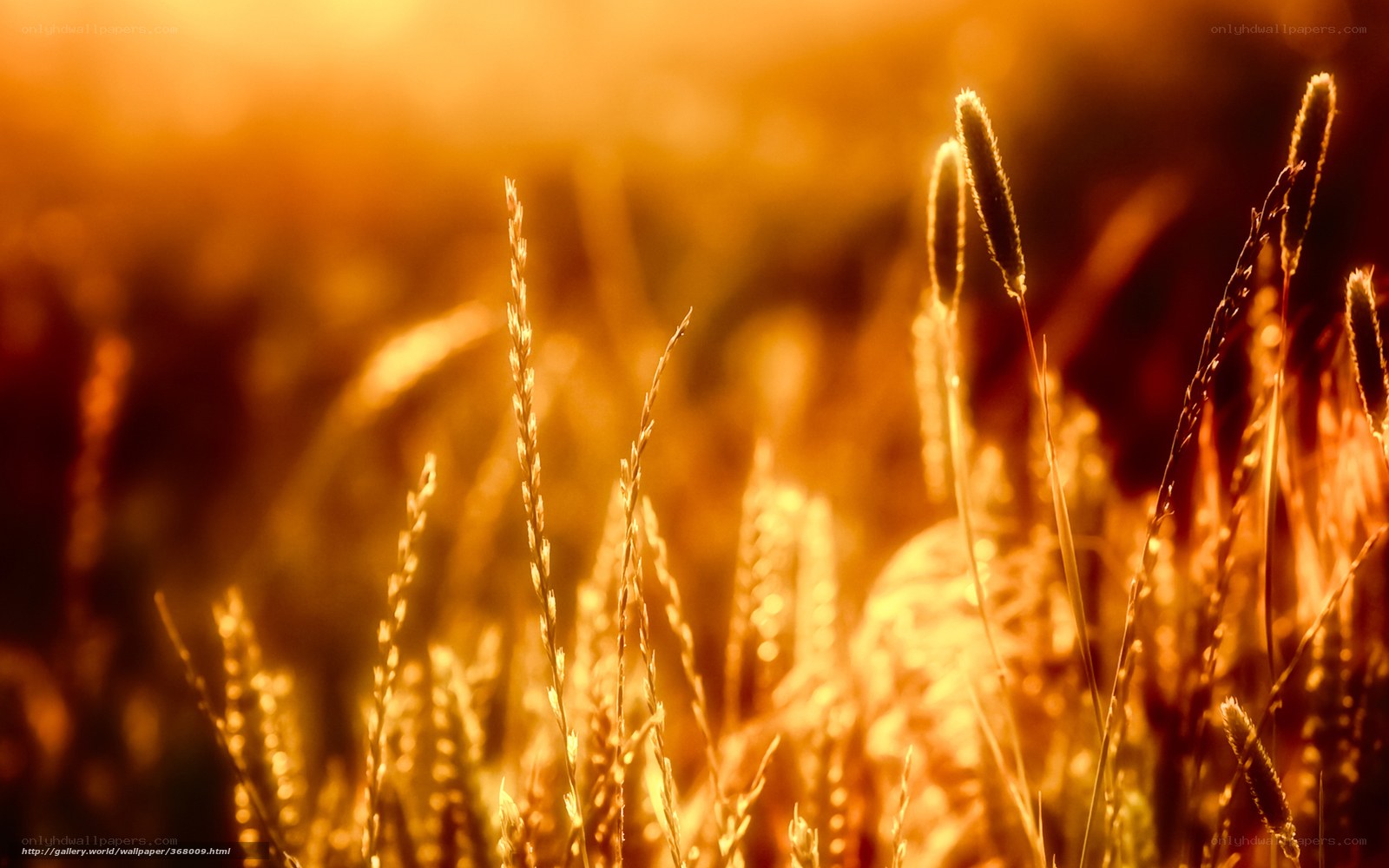 Golden grass at sunset