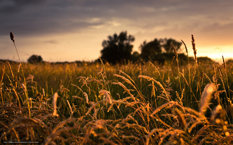 Golden grass at sunset