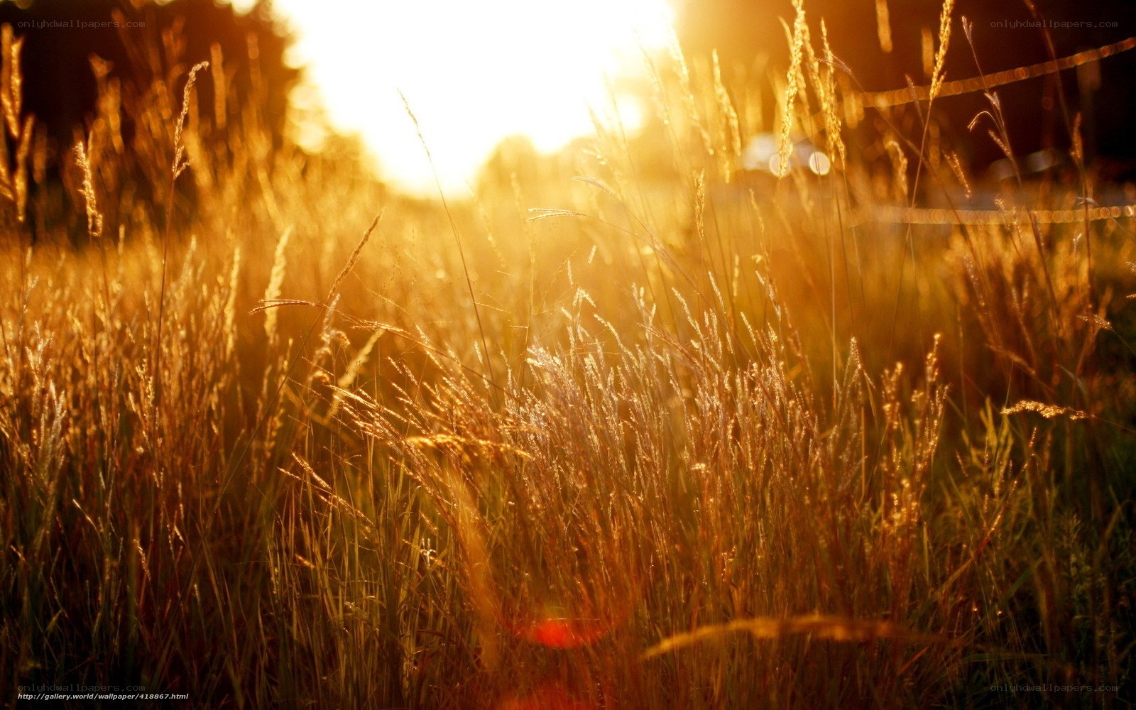 Golden grass at sunset
