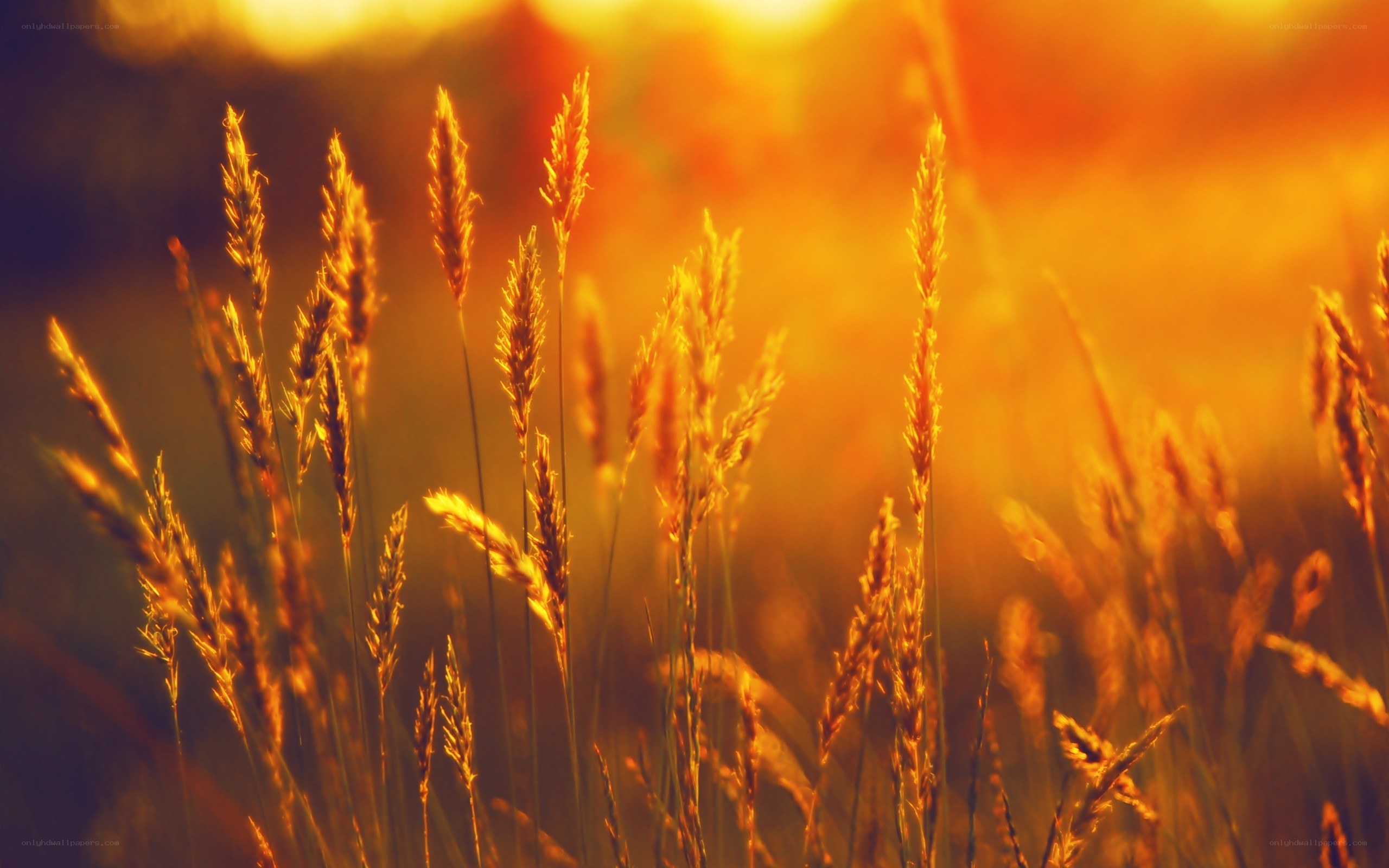 golden grass at sunset