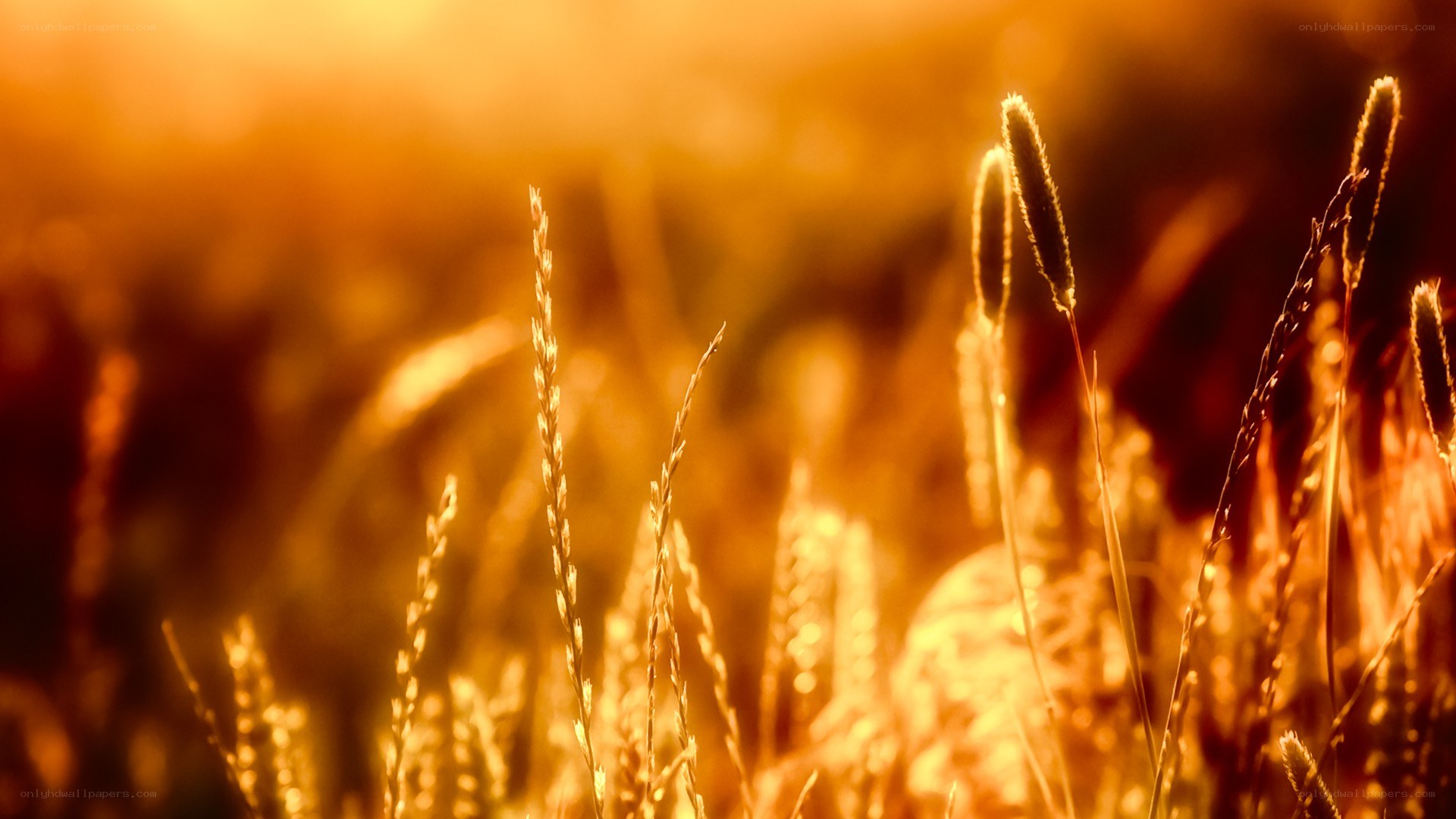 golden grass at sunset