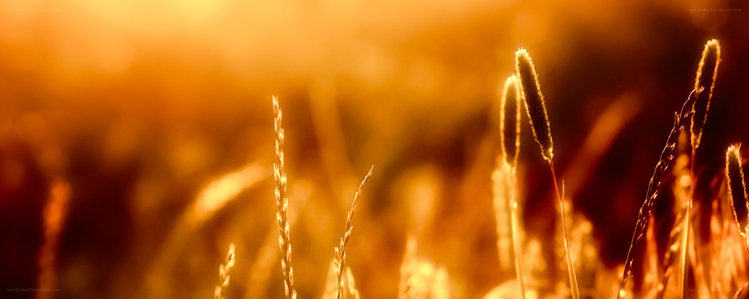 golden grass at sunset