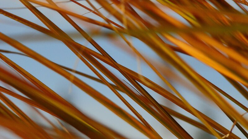Golden Grass Blades — Gold, Calm
