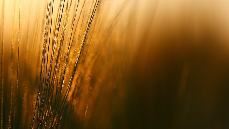 Golden Grass Blades — Gold, Serene
