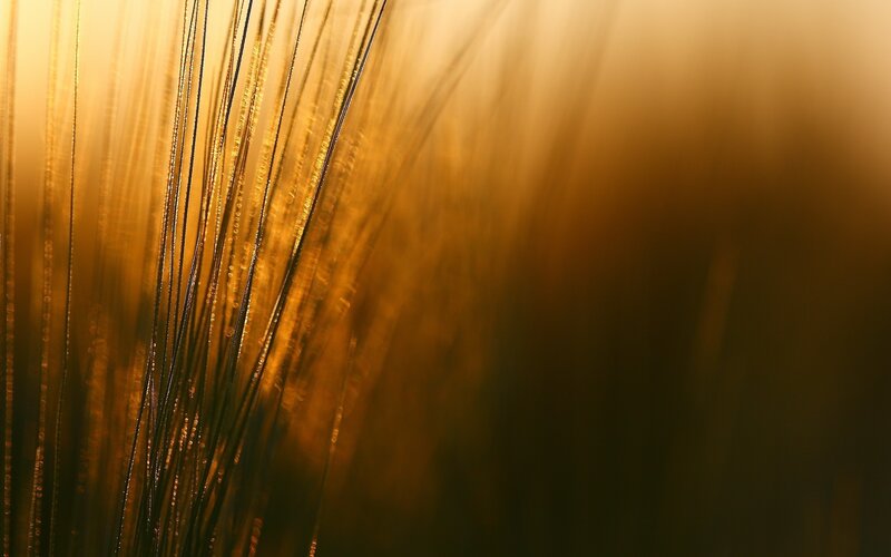 Golden Grass Blades — Gold