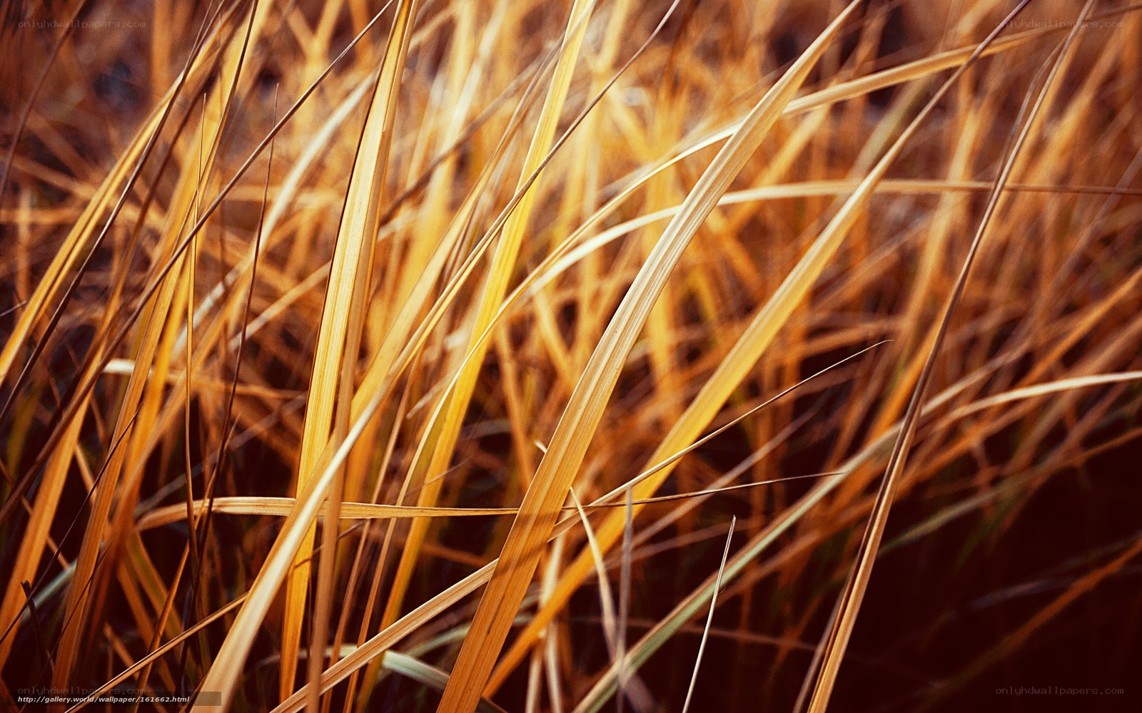 Golden grass blades in sunlight