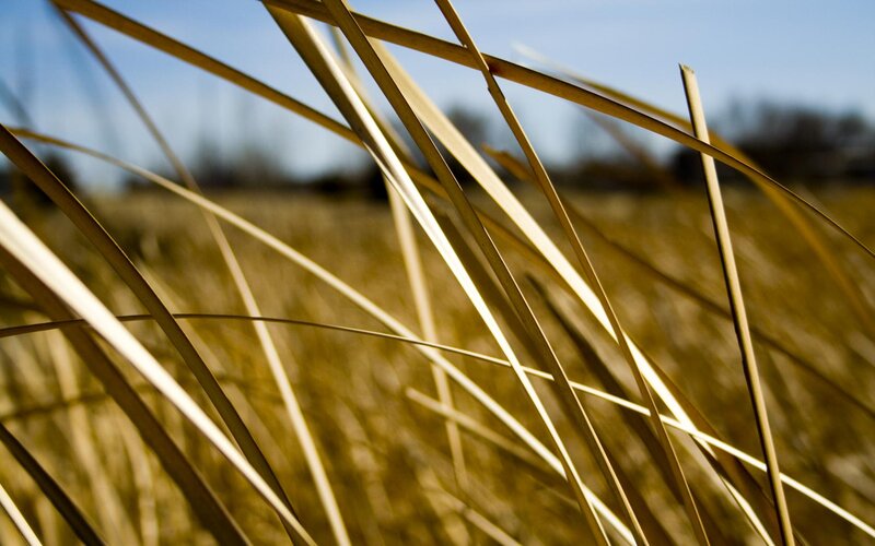golden grass blades in sunlight