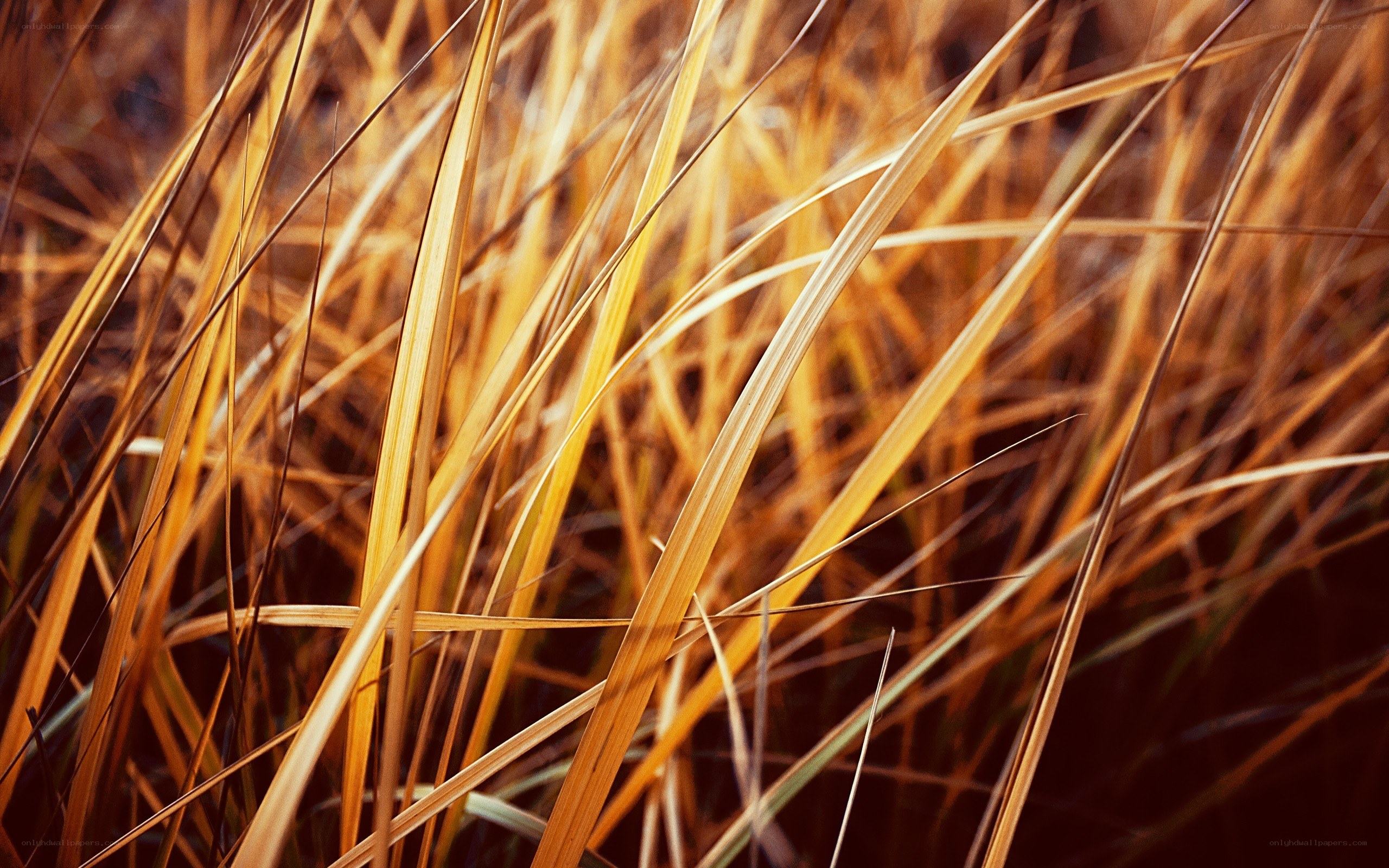 Golden grass blades in sunlight