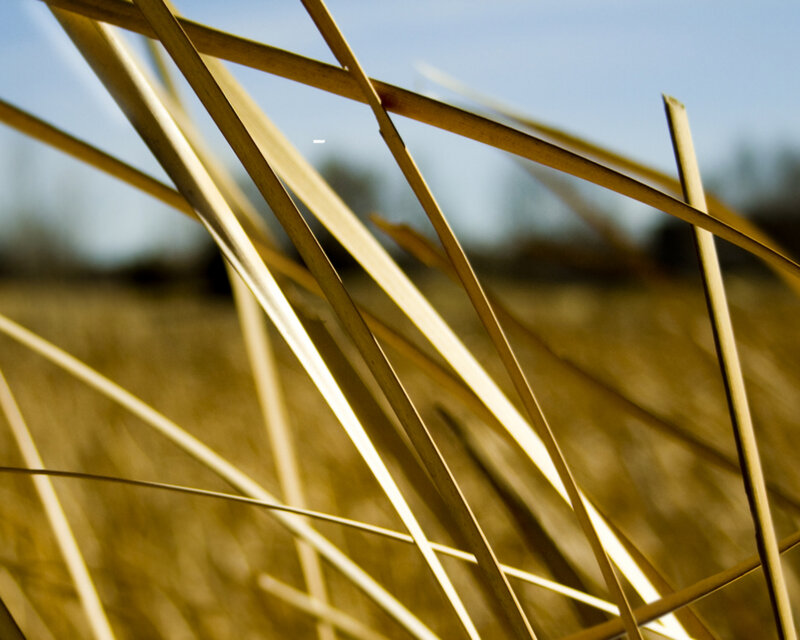 golden grass blades in sunlight