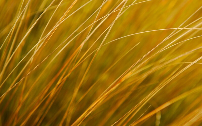 golden grass blades in sunlight