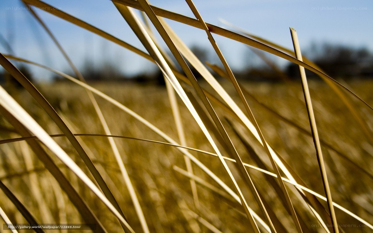 Golden grass blades in sunlight