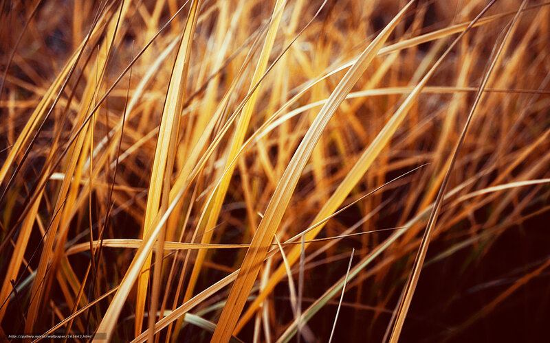 Golden Grass Blades
