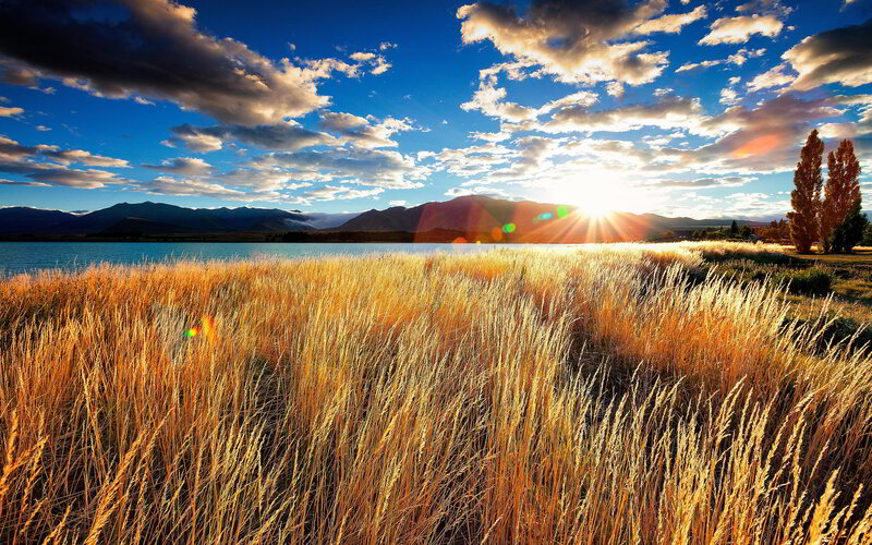 Golden Grass by Lake