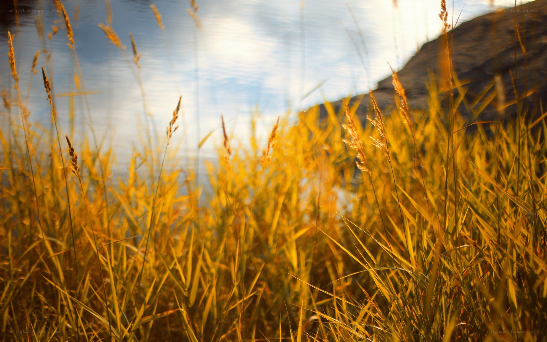 Golden grass by the water
