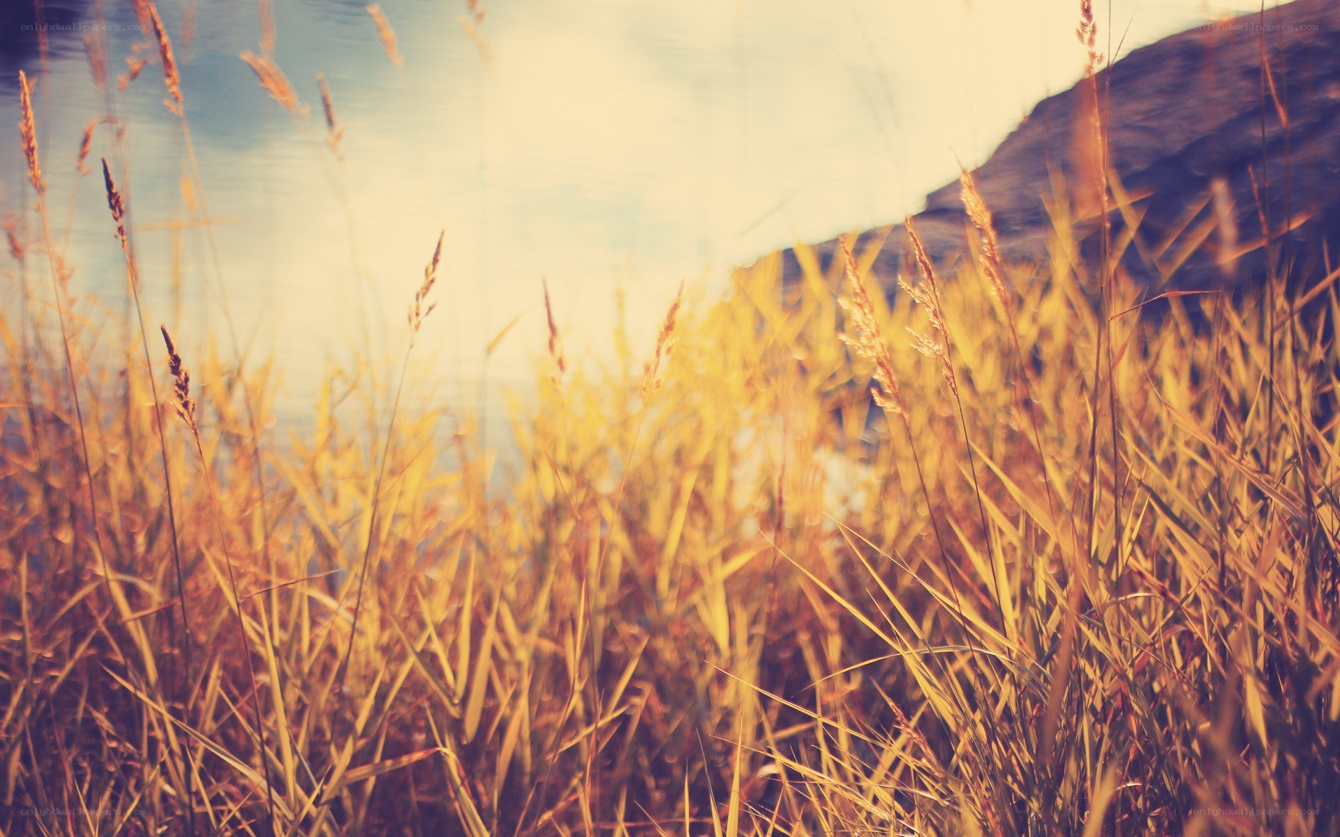 golden grass by the water