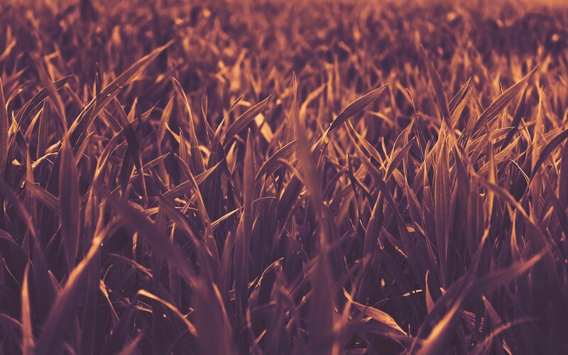 golden grass field