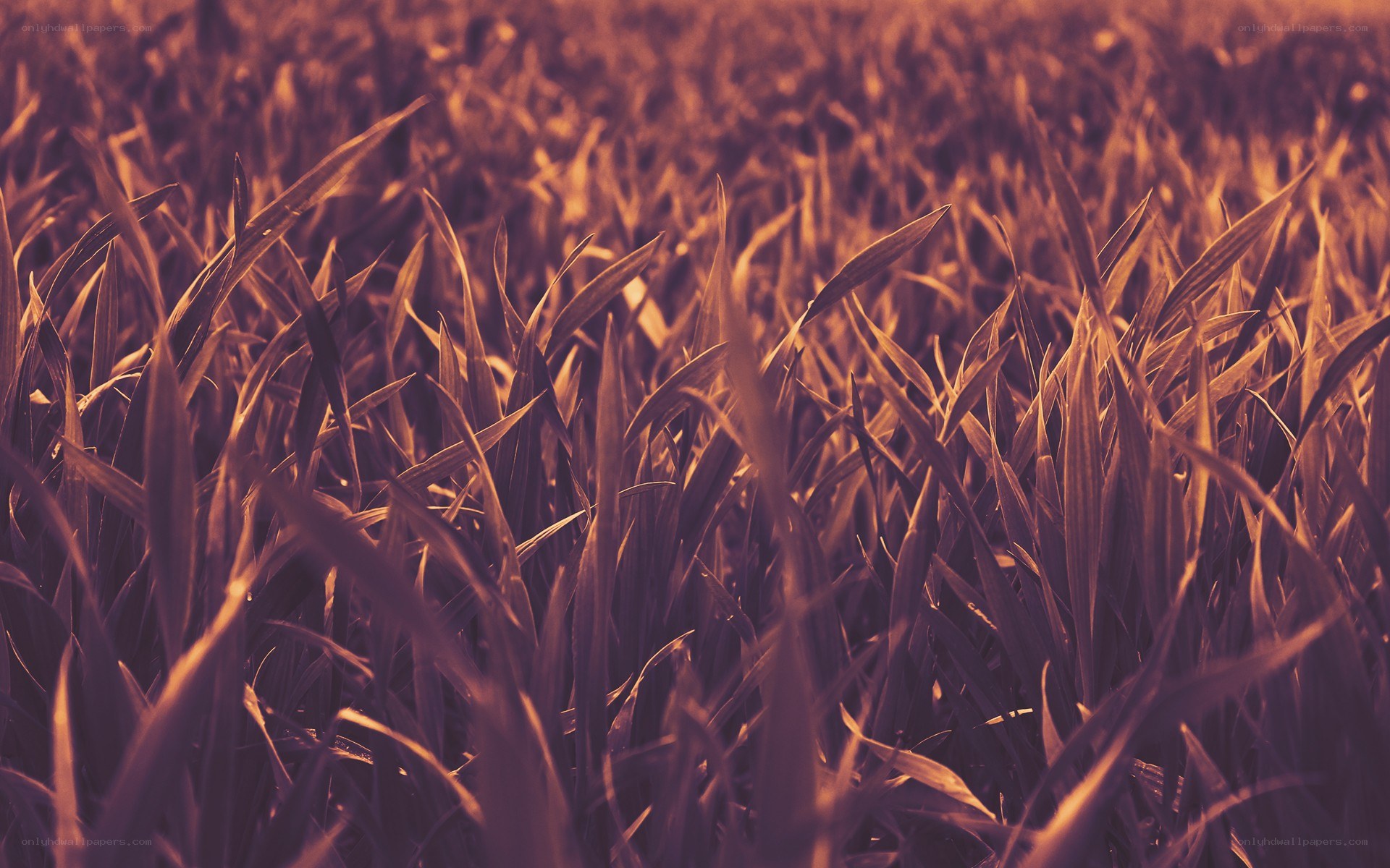 golden grass field