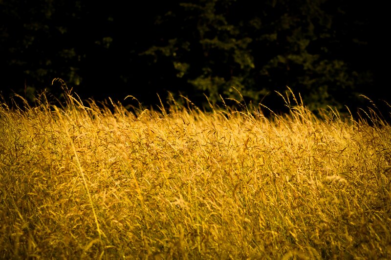 golden grass field at dusk