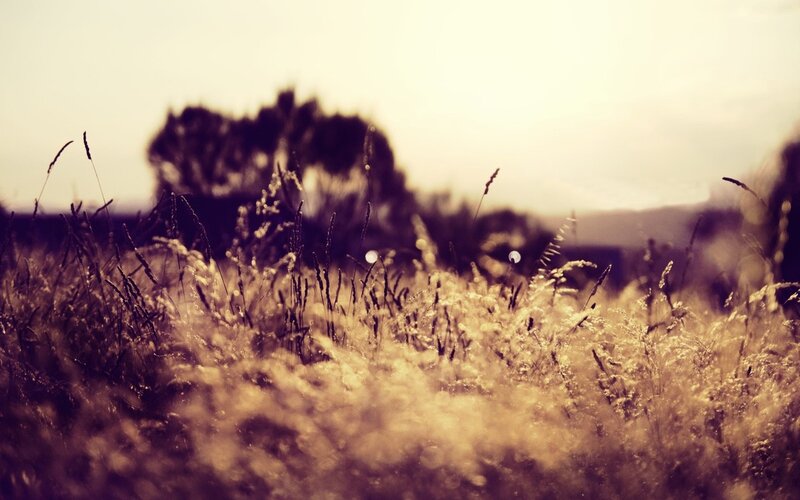 Golden grass field at sunset