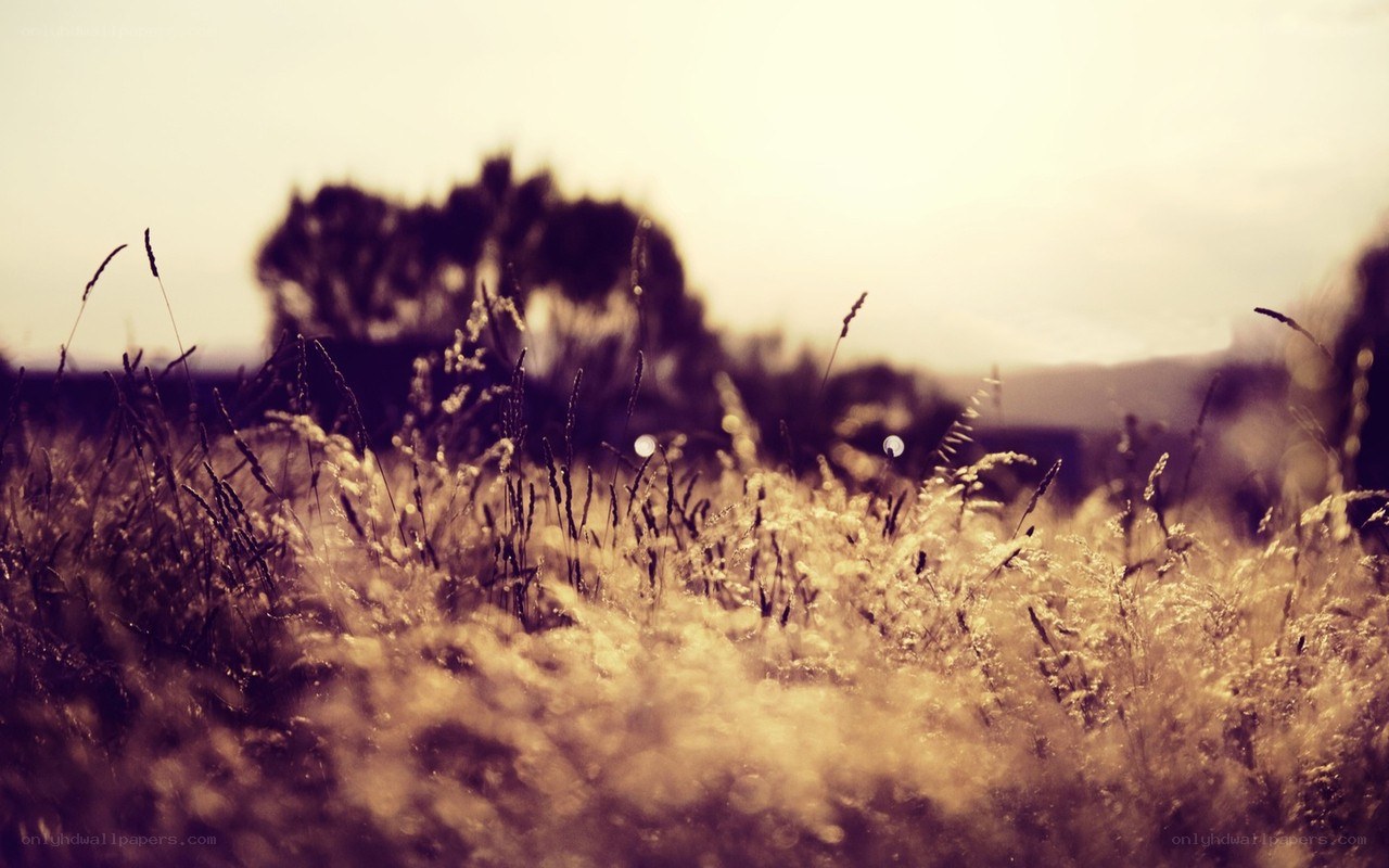 Golden grass field at sunset