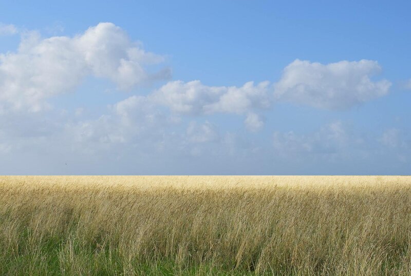 Golden Grass Field — Blue