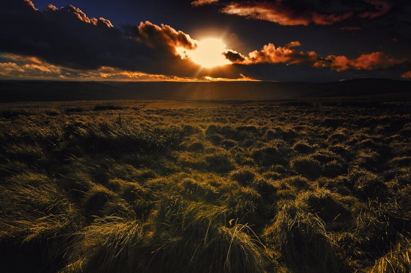 Golden Grass Field — Gold, Dramatic