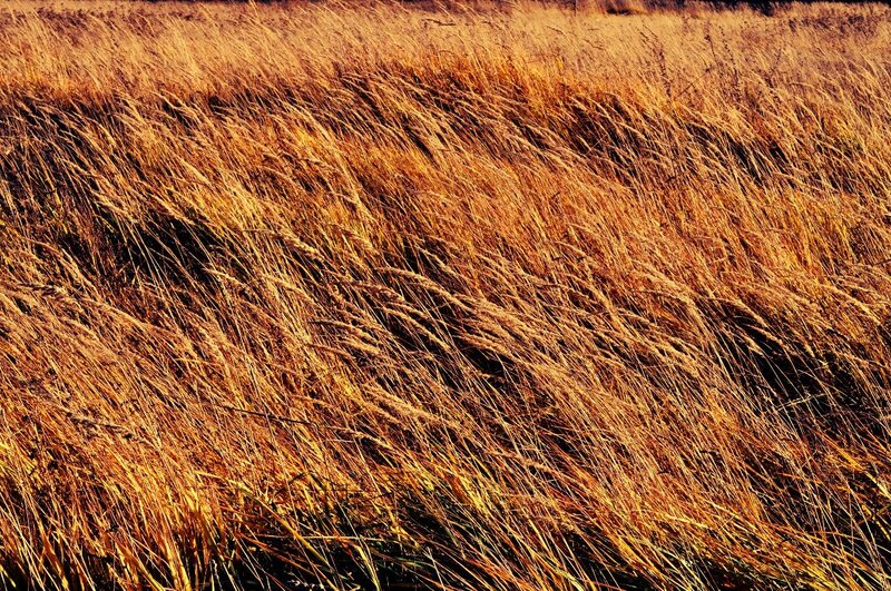 Golden Grass Field — Gold, Serene, Autumn