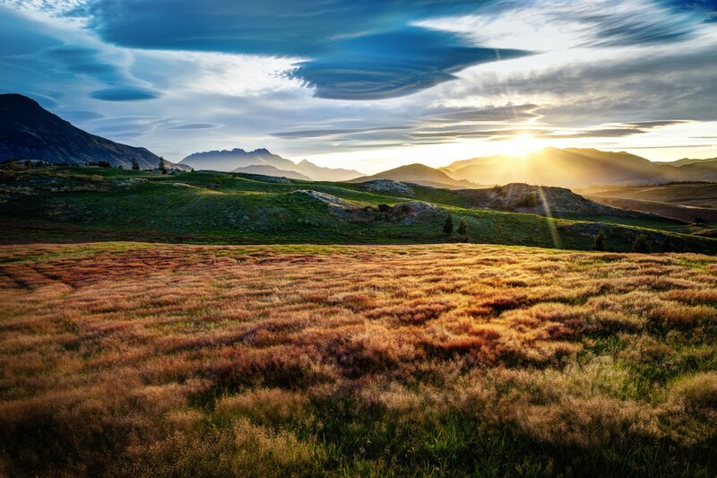 Golden Grass Field — Gold, Serene, Sunrise